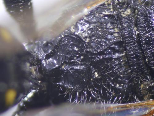 Réf. 187 782 : Ectemnius lapidarius